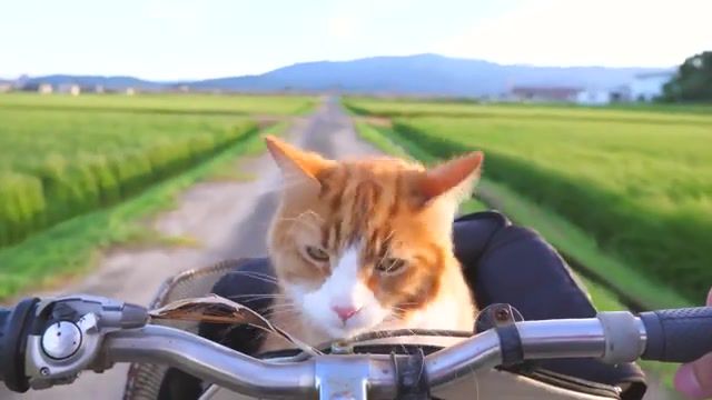 Traveler, How, Trained, Cat, Cats, Train, How To, How I Trained My Cats, Cook, Jun, Rachel, Japanese, Food, Training, Paw, Trick, Cooking, Bicycle, Travel, Animals Pets
