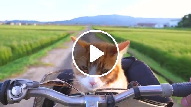 Traveler, how, trained, cat, cats, train, how to, how i trained my cats, cook, jun, rachel, japanese, food, training, paw, trick, cooking, bicycle, travel, animals pets. #0