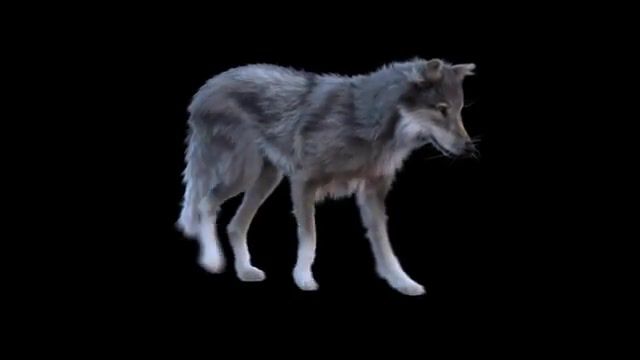 Walking wolf, perfect loop, creature, wolf, character animation, animation, kuczera, maya, 3d, 3d animator, 3dcharacters, animator, character animator, animals pets.