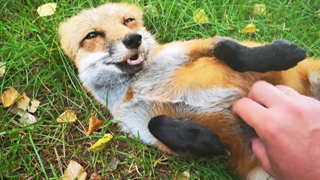 What the fox say, fox, whatthefoxsay, animals pets.