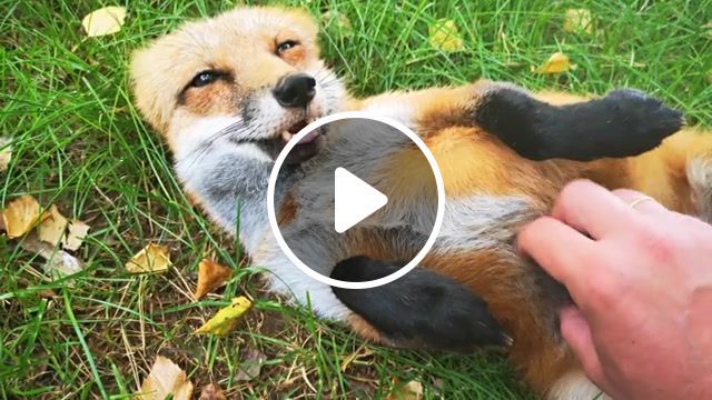 What the fox say, fox, whatthefoxsay, animals pets. #0