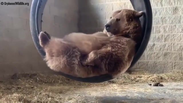 A bear in a swing, not caring about quarantines. you're welcome, animals, bears, bear, squirrel, wildlife, wild, animal, sanctuary, orphaned, orphan, black, syrian, brown, kowalczik, baby, jenny, swing, animals pets.