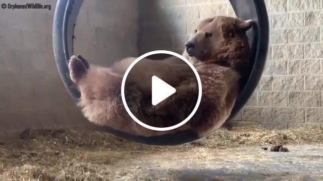 A bear in a swing, not caring about quarantines. you're welcome, animals, bears, bear, squirrel, wildlife, wild, animal, sanctuary, orphaned, orphan, black, syrian, brown, kowalczik, baby, jenny, swing, animals pets. #0