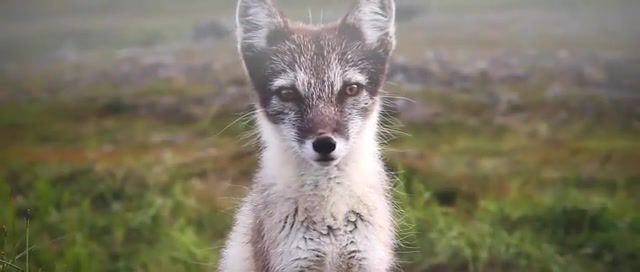 Arctic fox begin the end, animals, cute, eyes, nature, music, sad, placebo, arctic, fox, animals pets.