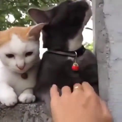 Do not touch, Cat Pet, Animals Pets