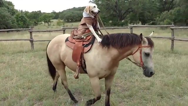 Dog and your horse - Video & GIFs | western,cowboy,horse,dog,animal,clint,eastwood,good,bad,ennio morricone,wild,west,wildwest,wtf,surprised,window,old town road,comic,funny,animals