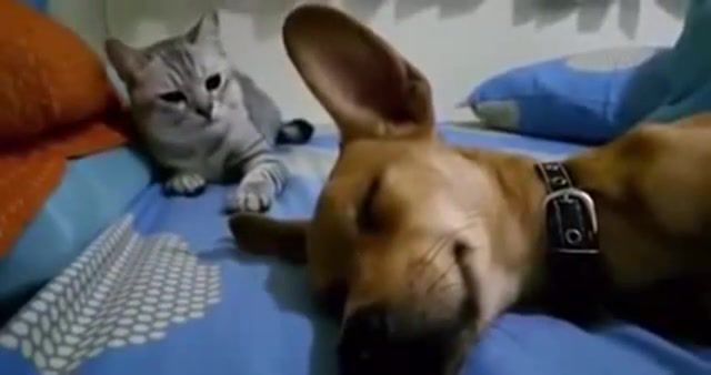 Dog Angers Cat This Is Very Funny. Cat. Dog. Animals. Funny. Dogs. Cats. Pets. Puppy. Pet. Cute. Puppies. Fail. Kittens. Lol. Animal. Kitten. Food. Beethoven Clip. Kids Movies. 90s Kids Movie. Beethoven Hd. Dog Movies. Cute Dogs. Funny Animals. Beethoven Dog. Silly. Viral. Anger. Angry. Dog Toys. Perros. Health. Hilarious. Fight. Kitty. Rescue. Crazy. British. Expat. Gall. Friends. Scary. The Dodo. Nutrition. Aww. Birb. Corgi Loaf. God. Dramatic. Drama. Mean. Stupid. Fang. Evil. Bad. Animals Pets.