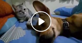 Dog Angers Cat This is very funny
