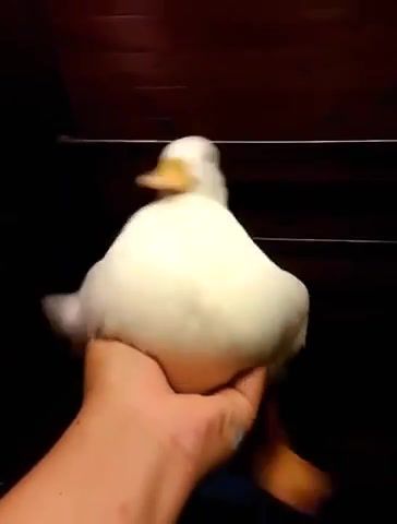 Duck ERROR - Video & GIFs | shit,eleprimer,trip,meme,memes,lol,wtf,duck,animals pets