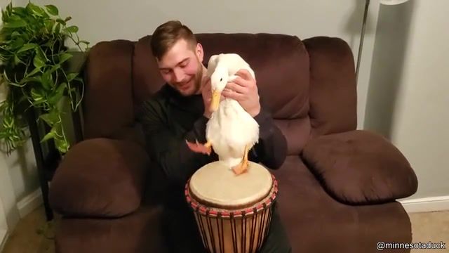 Duck That Can Play The Drums, Best Vines, Funny Tik Tok, Funny, Funniest, Animals Pets