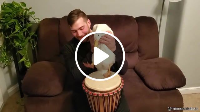 Duck that can play the drums, best vines, funny tik tok, funny, funniest, animals pets. #0