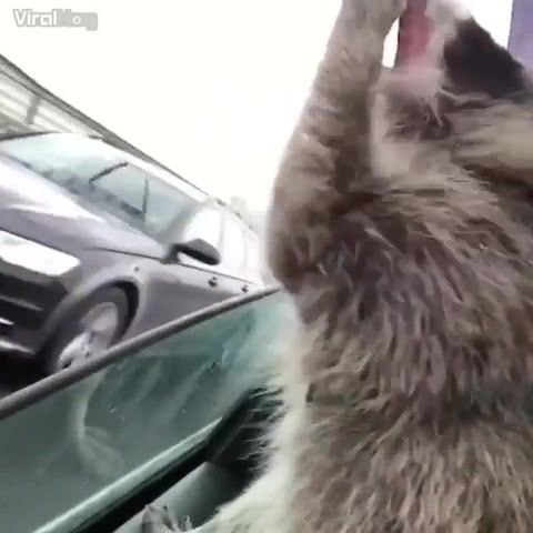 Feeding on air, fun, awesome, amazing, great, viral, racoon, animal, animals pets.