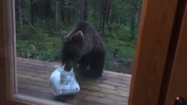 FUNNY Finnish man scares a bear away by shouting PERKELE, Funny, Bear, Animal, Prank, Scare, Animals Pets