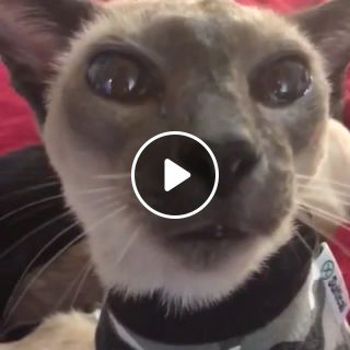 Henry and I have a dialogue. Cat catchat petsmile pets animals vine cute