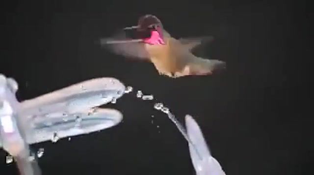 Hummingbird having fun - Video & GIFs | animals pets