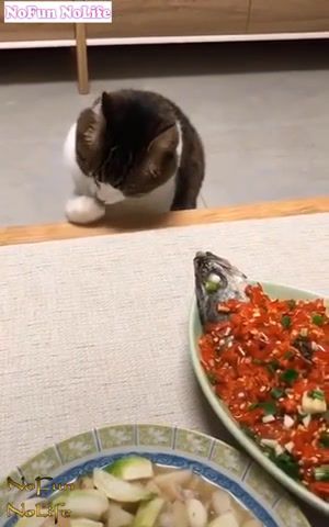 I want to eat, cute cats and kittens doing funny things, cute cats compilation, funny cats compilation, cute cats doing funny things, cute kittens doing funny things, fun and fails, funny, funny fails, fails, cute, try not to laugh, baby and cat, baby, cat, cute cat, funny cat, cat fails, funny baby, animals, animals fails, funny cat compilation, funny cats, puppy, funny animal, funny cats and dogs, cats funny, kitten, cute cats, animals pets.