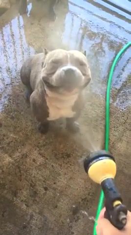 Just smile, dog, smile, water, animals pets.