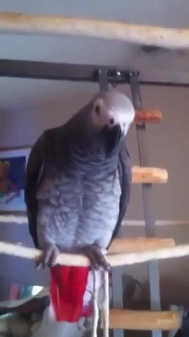 Kanji the parrot makes squeak toy noise when squeezed, animals pets.