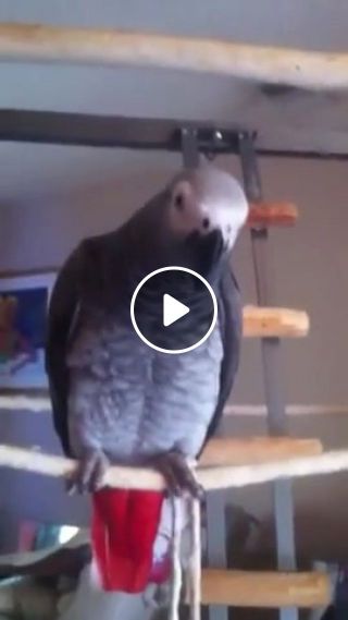 Kanji The Parrot makes squeak toy noise when squeezed