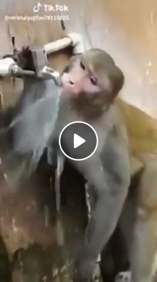 Monkey saving water