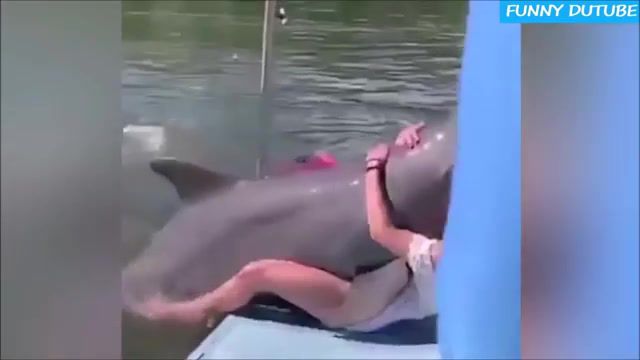 Naughty dolphin - Video & GIFs | dolphin,engelwood,meme,engelwood crystal dolphin,crystal dolphin,naughty,cute,funny,funny moment,animals pets