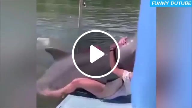 Naughty dolphin, dolphin, engelwood, meme, engelwood crystal dolphin, crystal dolphin, naughty, cute, funny, funny moment, animals pets. #0