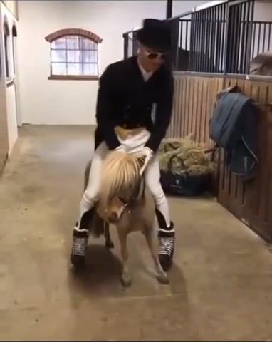 Pony on the Ritz - Video & GIFs | pony,puttin on the ritz,sungles,stable,funny,roller blades,tuxedo,animals pets
