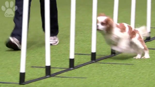 Super cute doggy fail runs into pole crufts, funny dogs, outtakes, bloopers, walks into pole, dog runs into pole, spaniel, dog fail, cute dog funny, fail, crufts harlem shake, crufts, champion, agility large, agility medium, agility small, talking dog, dancing dogs, crufts live stream, border collie, crufts winner, winner, championships, dog show, dog tricks, dancing to music, best of breed, best in show, chihuahua, cute, dogs, dog, puppy, puppies, amazing dogs, skipping dogs, dogs dancing, best of, animals pets.