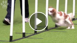 Super Cute Doggy Fail Runs Into Pole Crufts