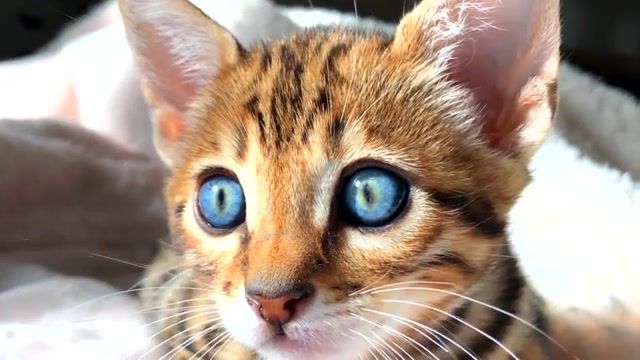 The galaxy is in his eyes, spotted cat, savannah cat, best cat, best, pretty, beauty, love, aliens, coolest, savannah, serval, kittens, kitty, beautiful, wow, amazing, omg, eyes, cat, animals pets.