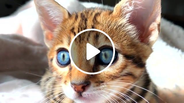 The galaxy is in his eyes, spotted cat, savannah cat, best cat, best, pretty, beauty, love, aliens, coolest, savannah, serval, kittens, kitty, beautiful, wow, amazing, omg, eyes, cat, animals pets. #0