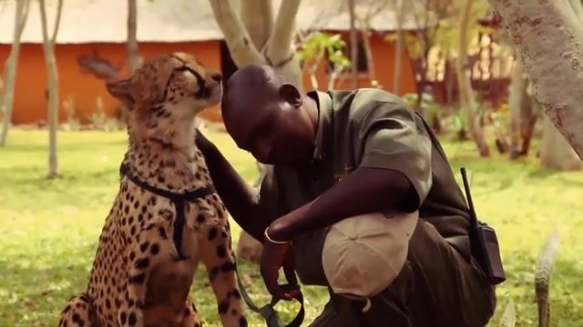 This is Love, Atmf18, Atmf, George Harrison, Lick It, Lick, Perfectloop, Pingpongloop, Nonstop, Animalisms, Animals, Leopard, Wild Life, Zambia, Pet, Pets, Big Cat, Head, Animals Pets