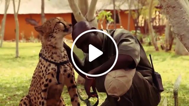 This is love, atmf18, atmf, george harrison, lick it, lick, perfectloop, pingpongloop, nonstop, animalisms, animals, leopard, wild life, zambia, pet, pets, big cat, head, animals pets. #0