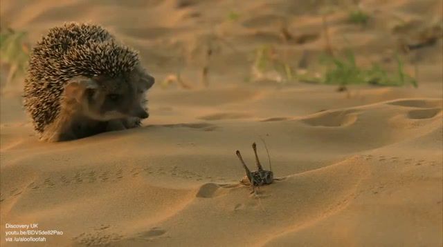 We are just dust in the desert, Desert, Hedgehog, Haggard, Animals Pets