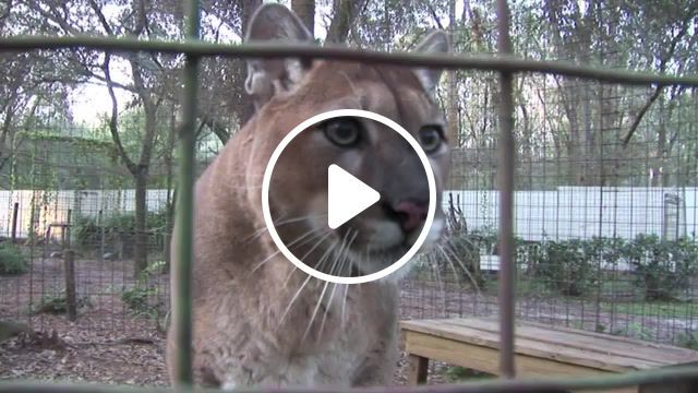 Wow, wow, parkour, office, cougar, mountain lion, big cat rescue, talking, cute, florida, tampa, sanctuary, big, tigers, lions, leopards, pumas, panthers, purring, snarl, puma, lynx, meowing, meow, cats, cat, funny, memes, meme, animals pets. #0