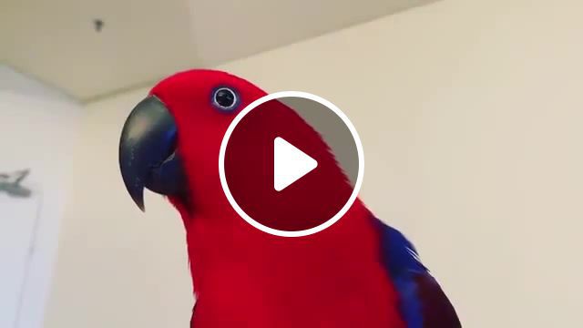 To to to to to, parrots, parrot, song, nice, omg, lol, rofl, animals pets. #0