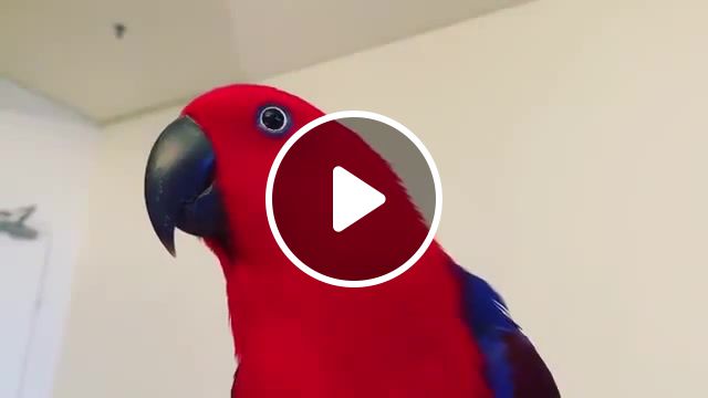 To to to to to, parrots, parrot, song, nice, omg, lol, rofl, animals pets. #1