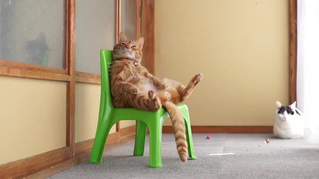 Cat chillin, cat sitting like a human, cat chillin, cat, funny cat, animals pets.