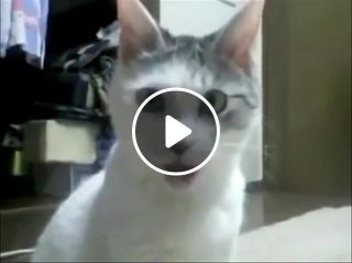 Shocked cat omg