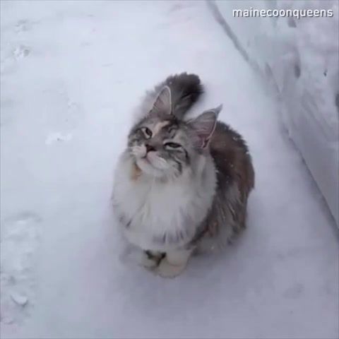 Annoying snow, Cat, Winter, Snow, Cold, Fun, Flip, Animals Pets