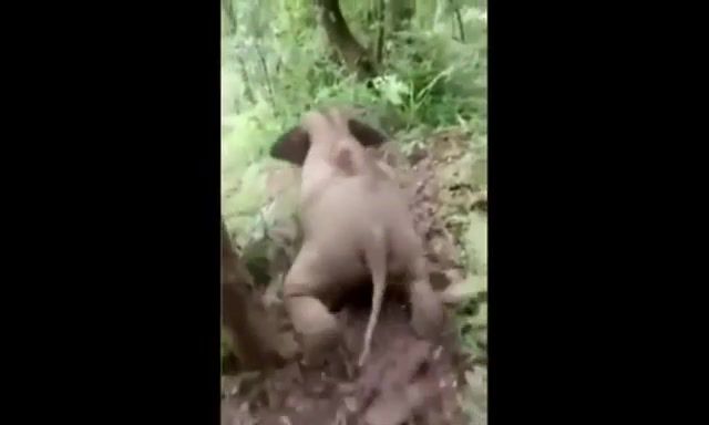 Baby Elephant Mudslide In Rainy Forest. Animals Pets.