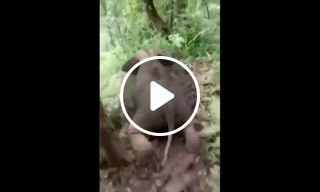 Baby elephant mudslide in rainy forest
