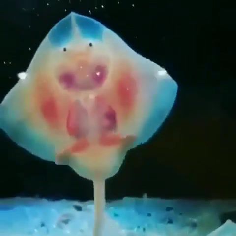 Baby Stingrays I wonder if these are alien babies, Stingrays, Smile, Earth, Life, Love, Omg, Wtf, Wow, Lol, Animals Pets