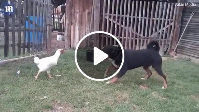 Chicken bitch, dog vs chicken, dog, chicken, vs, lol, wow, haha, mortal kombat, mortal, kombat, animals pets. #0