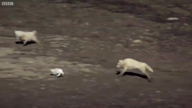 Choo choo hare, Hunt, Chase, Thrilling, Epic, Wild, Deadly, Best, Documentary, Nature, Australian Guy, Funny, Rabbits, Rabbit, Hare, Wolf, Wolves, David, Attenborough, Wildlife, Animals, Bbc, Recap, Reviews, Aussie, Ozzie, Man, Ozzy, Ozzyman, Ozzy Man Reviews, Animals Pets