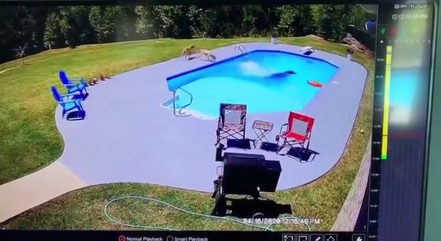 Cow in the Pool, THERE IS A COW IN THE POOL, Funny, Animals, Redneck, Cows, Covid 19, Quarantine, Cowboy, Horse, Pool, Grill, Alabama, Stayhome, Viral, Cowboy Saves Cow, Barstool Cow, Comedy, Cow In Pool, Tiger King, Tigerking, Cowboywheelies, Wheelie, Wheely, Animals Pets