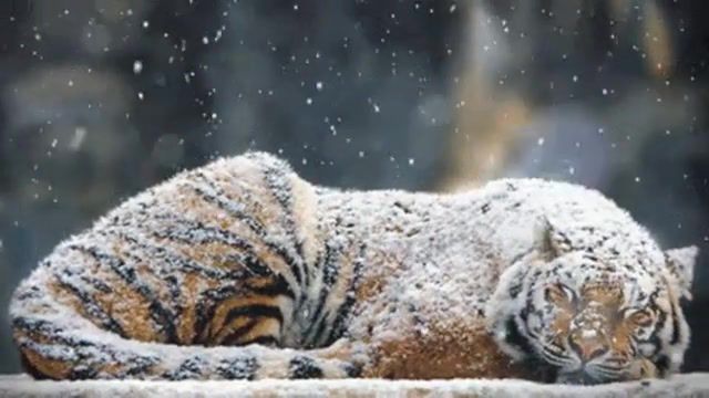 Crystal snow, tiger, crystal snow, bts, snow, nature, animals pets.