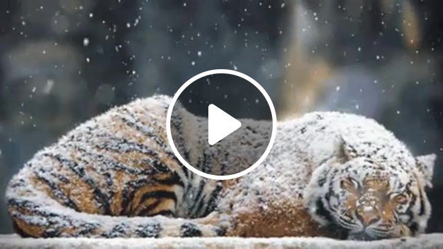 Crystal snow, tiger, crystal snow, bts, snow, nature, animals pets. #0
