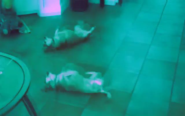 Dancers - Video & GIFs | hq,animals pets