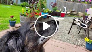 Dog with Spinner on Nose
